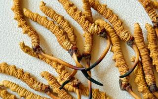 去西藏哪里買冬蟲夏草？藏農(nóng)神草那曲源頭品牌，解鎖本地正宗選購地