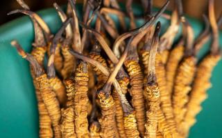 西藏那曲冬蟲夏草熬粥攻略：這樣熬最營養(yǎng)、最入味